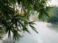 -桂湖森林公园