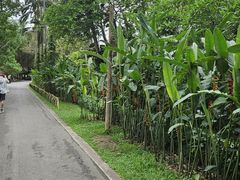 -中国科学院西双版纳热带植物园