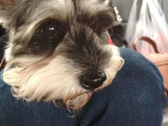 -Pets First伊珊娜洗护·精致美容·家庭式寄养(新会路店)
