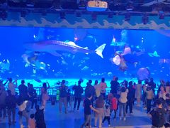 -烟台海昌鲸鲨海洋公园