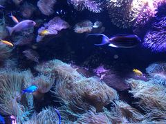 -悉尼海洋生物水族馆