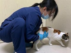 -爱妮康宠物医院·干细胞免疫细胞·肿瘤·心脏(张江店)