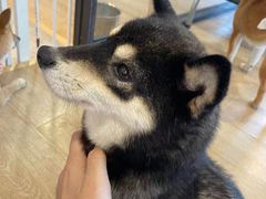 -南京Hallo宠物乐园·哈罗犬舍·柴犬繁育基地