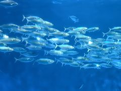 -鹿儿岛水族馆