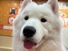 -和它·交个朋友·狗咖猫咖(爱琴海店)