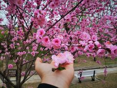 -国家植物园