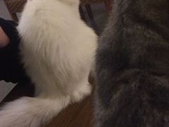 -猫色咖啡·猫咖