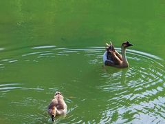 -广州白江湖森林公园