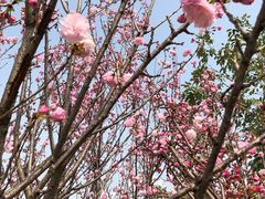 -天适樱花悠乐园