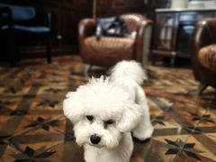 -翊宠yipet猫狗购宠庄园犬舍•猫舍