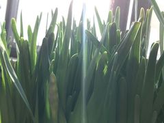 -双季花艺园艺市场(浦东店)