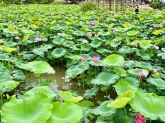 -广州莲花山旅游区