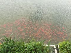 -金山嘴渔村