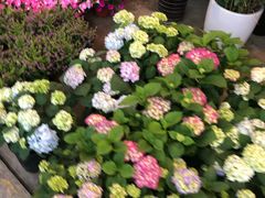 -双季花艺园艺市场(浦东店)