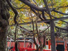 -红螺寺