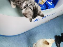 -北京赛佳动物医院