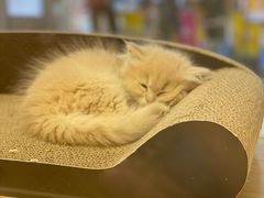 -屋虎猫馆(宝安大仟里店)