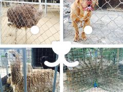 -意大利农场度假村