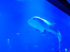 -烟台海昌鲸鲨海洋公园