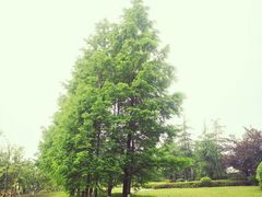 -铁山坪森林公园