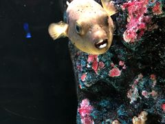 -暹罗海洋世界