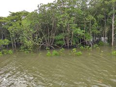 -东寨港红树林旅游区