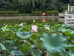 -莲湖公园