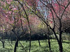 -木塔寺遗址生态公园