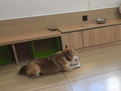 -是阿柴呀！柴犬咖啡·爱喵喵猫咖