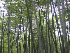 -竹野·上|老字号全竹宴