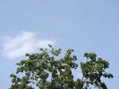 -Sirena海妖日咖夜酒