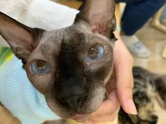 -李小姐の猫咖啡馆(五角场店)