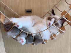-飞行喵MR PILOT|猫舍·猫咖(静安大融城店)