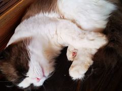 -蓝鲸·缅因猫舍
