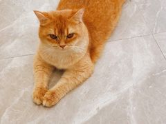 -猫力发电所·宠物专门店