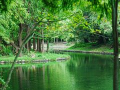 -上海共青森林公园