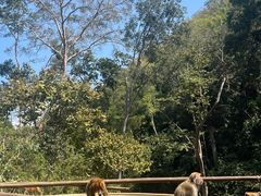 -西双版纳原始森林公园