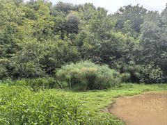 -普洱太阳河森林公园