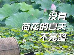 -大湾区中央湿地公园