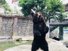 -灵玲国际马戏城