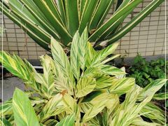 -云溪植物园