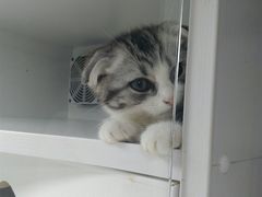 -李小姐の猫咖啡馆(五角场店)