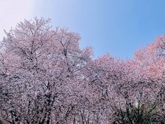 -西安青龙寺遗址景区