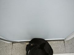 -中国农业大学动物医院