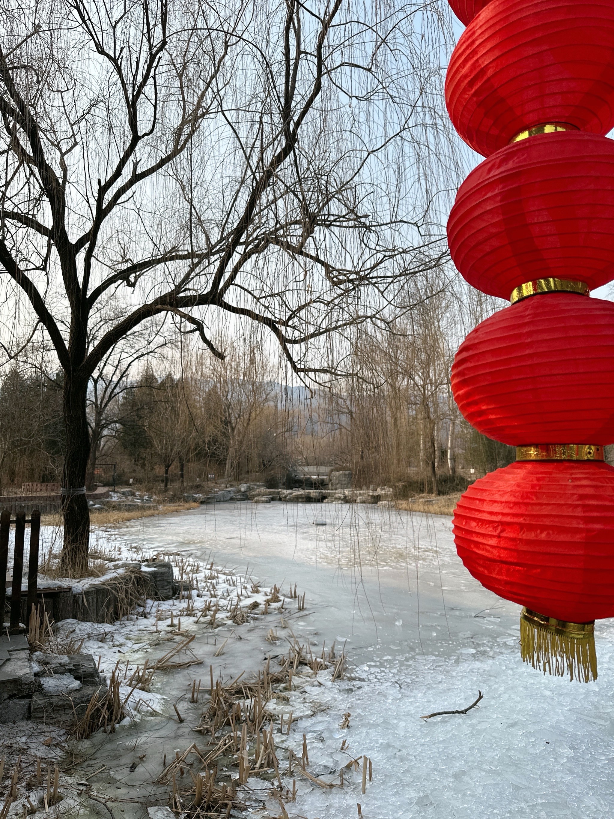 东营植物园冬天图片