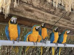 -西霞口神雕山野生动物世界