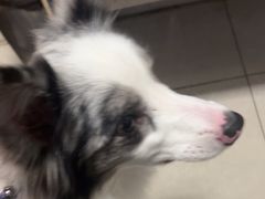 -瑞派福兴宠物医院犬猫全科·骨科·中西医结合(河东店)