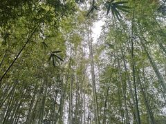 -上海市龙华烈士陵园