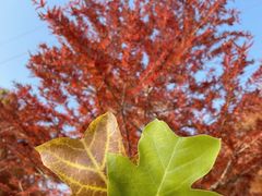 -上海海湾国家森林公园