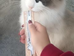 -喵屿·大理花园猫咖